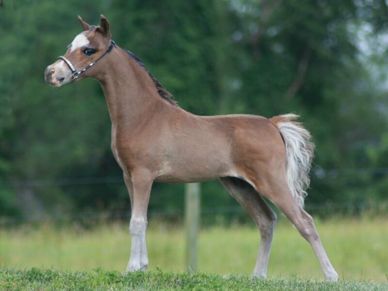 Horse Hotel with booking