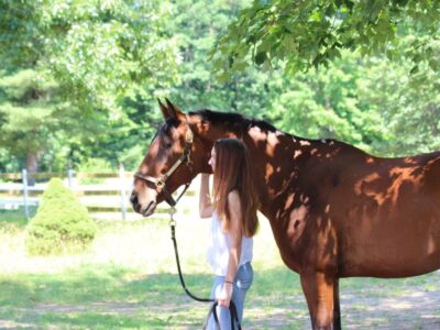 Horse hotel with booking