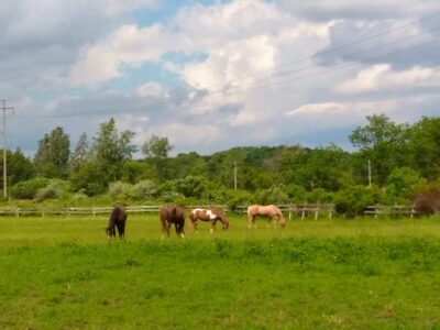 Evergreen Stable