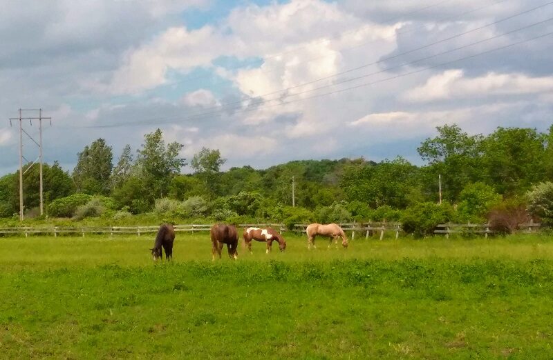Evergreen Stable